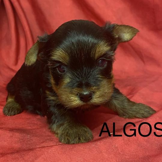 chiot Yorkshire terrier ALGOS York à réserver Domaine de la Chantelaie
