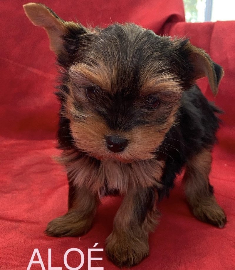 ALOÉ yorkshire Femelle Yorkshire terrier
