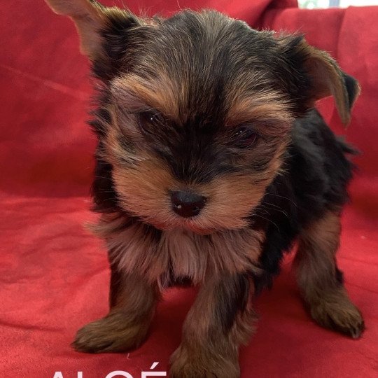 ALOÉ yorkshire Femelle Yorkshire terrier