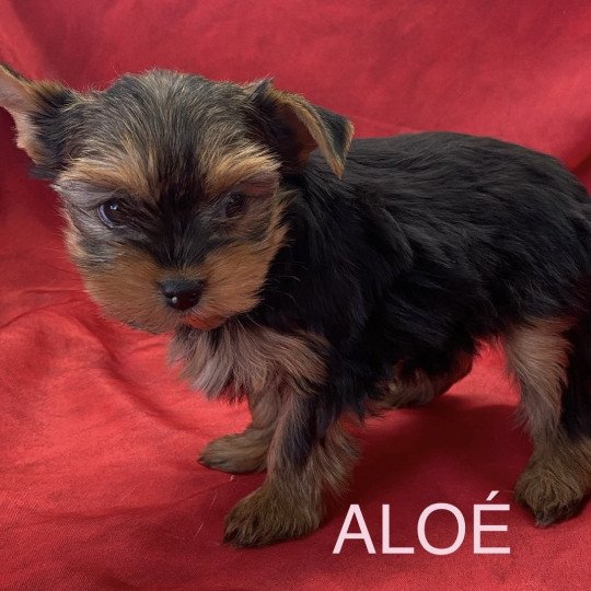 chiot Yorkshire terrier Noir et feu ALOÉ yorkshire Domaine de la Chantelaie