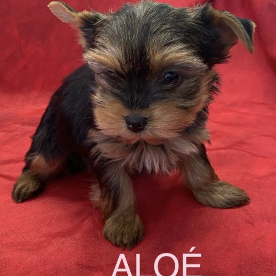 chiot Yorkshire terrier Noir et feu ALOÉ yorkshire Domaine de la Chantelaie