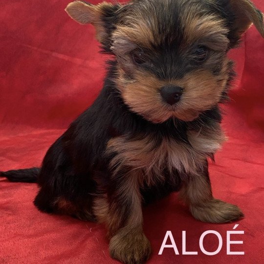chiot Yorkshire terrier Noir et feu ALOÉ yorkshire Domaine de la Chantelaie