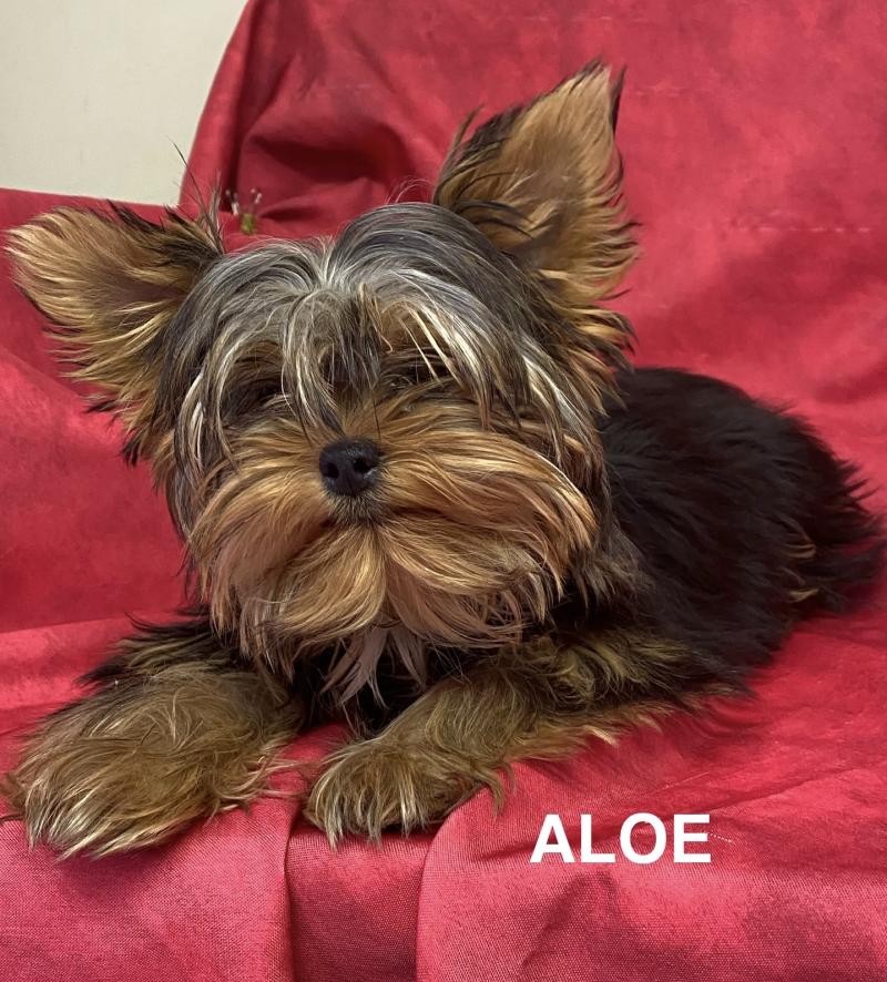 ALOÉ yorkshire Femelle Yorkshire terrier