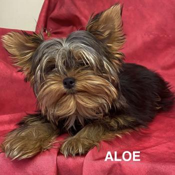 chien Yorkshire terrier Noir et feu ALOÉ yorkshire Domaine de la Chantelaie