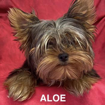 chien Yorkshire terrier Noir et feu ALOÉ yorkshire Domaine de la Chantelaie