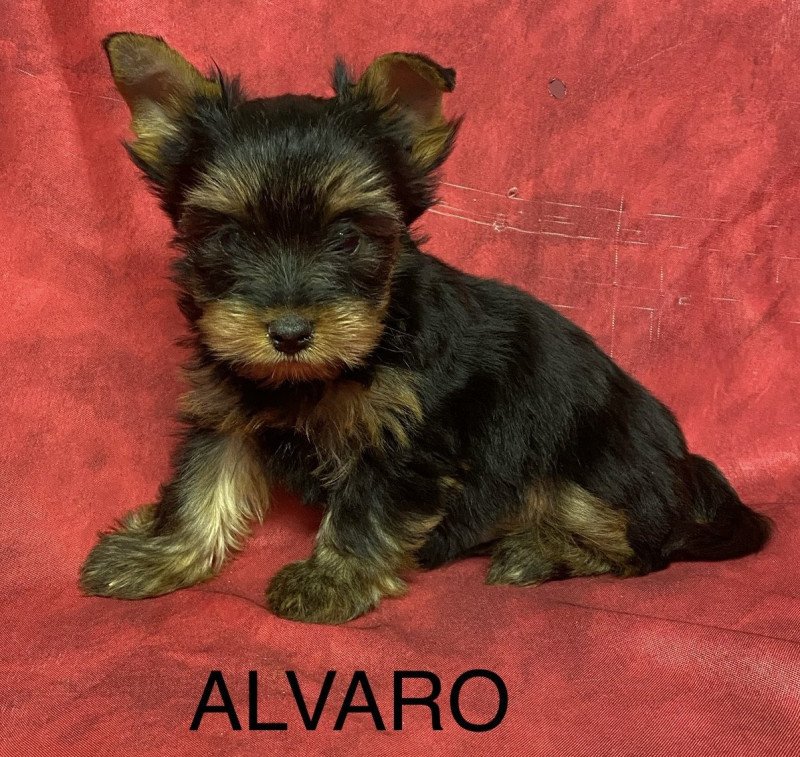 ALVARO york Mâle Yorkshire terrier