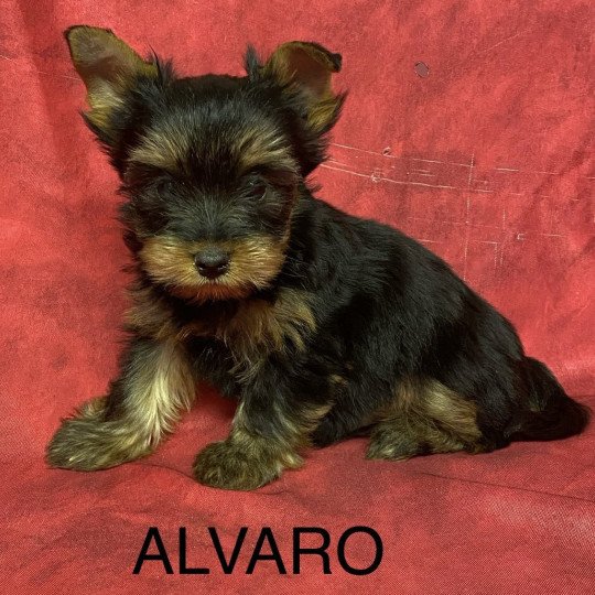 chiot Yorkshire terrier ALVARO york Domaine de la Chantelaie