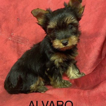 chiot Yorkshire terrier ALVARO york Domaine de la Chantelaie