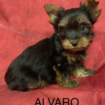 chiot Yorkshire terrier ALVARO york Domaine de la Chantelaie
