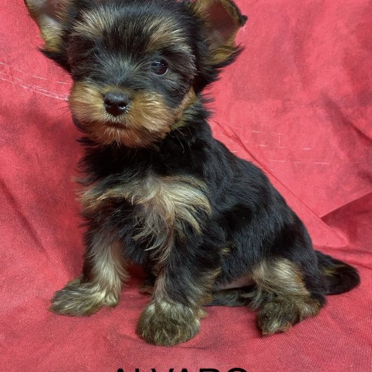 chiot Yorkshire terrier ALVARO york Domaine de la Chantelaie