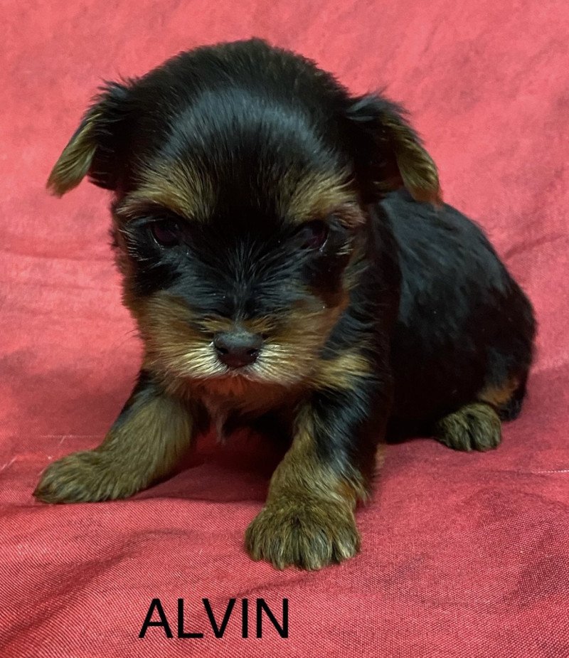 ALVIN york à réserver Mâle Yorkshire terrier