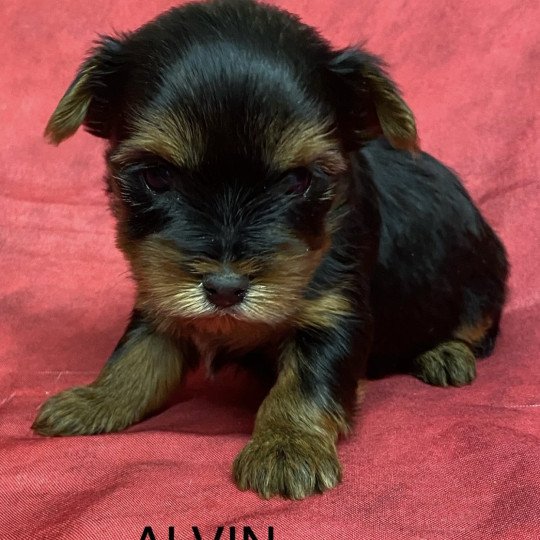 chiot Yorkshire terrier ALVIN york à réserver Domaine de la Chantelaie