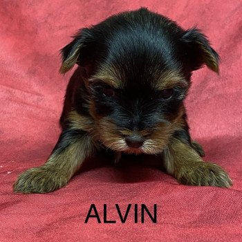chiot Yorkshire terrier ALVIN york à réserver Domaine de la Chantelaie