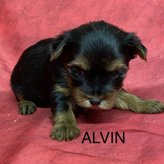 chiot Yorkshire terrier ALVIN york à réserver Domaine de la Chantelaie