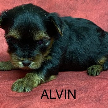 chiot Yorkshire terrier ALVIN york à réserver Domaine de la Chantelaie