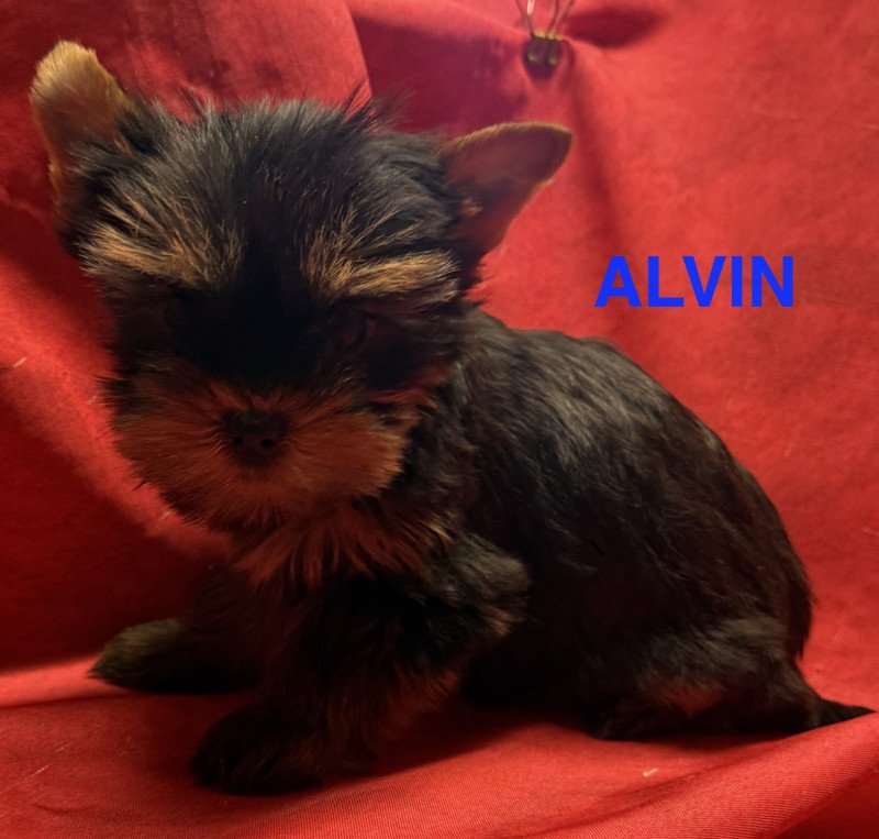 ALVIN york disponible Mâle Yorkshire terrier