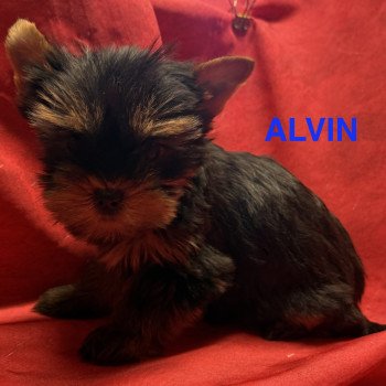 chiot Yorkshire terrier ALVIN york à réserver Domaine de la Chantelaie