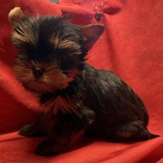chiot Yorkshire terrier ALVIN york à réserver Domaine de la Chantelaie