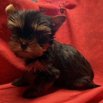 chiot Yorkshire terrier ALVIN york à réserver Domaine de la Chantelaie