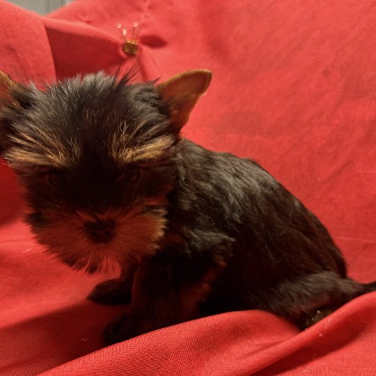 chiot Yorkshire terrier ALVIN york à réserver Domaine de la Chantelaie