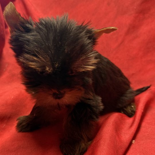 chiot Yorkshire terrier ALVIN york à réserver Domaine de la Chantelaie