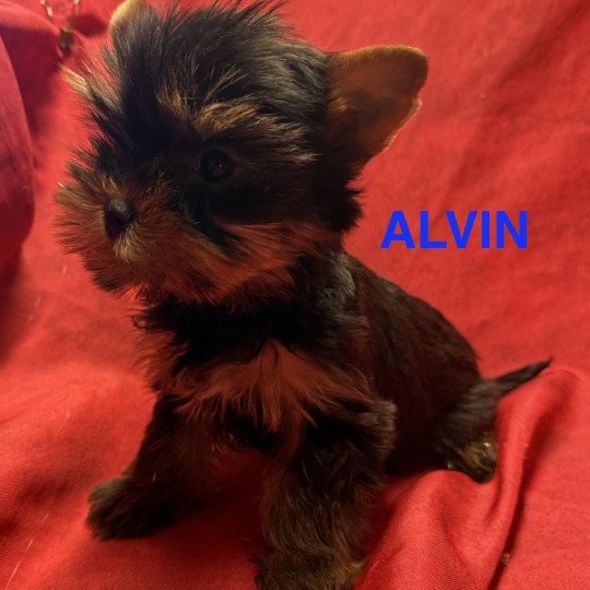 chiot Yorkshire terrier ALVIN york à réserver Domaine de la Chantelaie