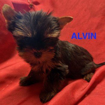 chiot Yorkshire terrier ALVIN york à réserver Domaine de la Chantelaie