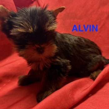 chiot Yorkshire terrier ALVIN york à réserver Domaine de la Chantelaie
