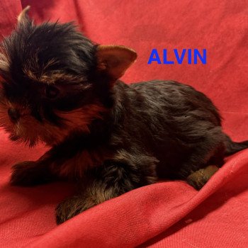 chiot Yorkshire terrier ALVIN york à réserver Domaine de la Chantelaie