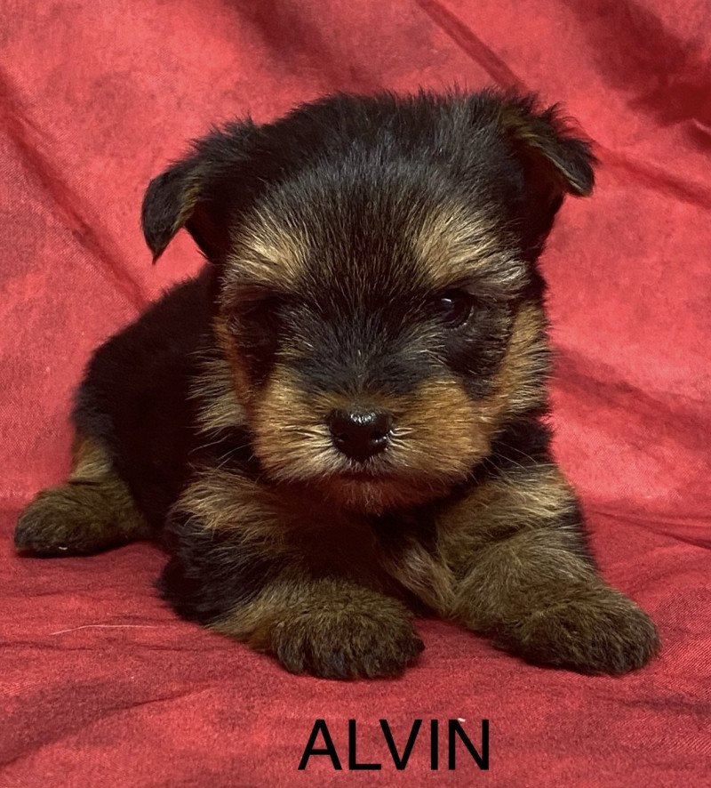 ALVIN yorkshire à réserver Mâle Yorkshire terrier