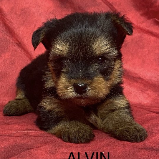 ALVIN yorkshire à réserver Mâle Yorkshire terrier