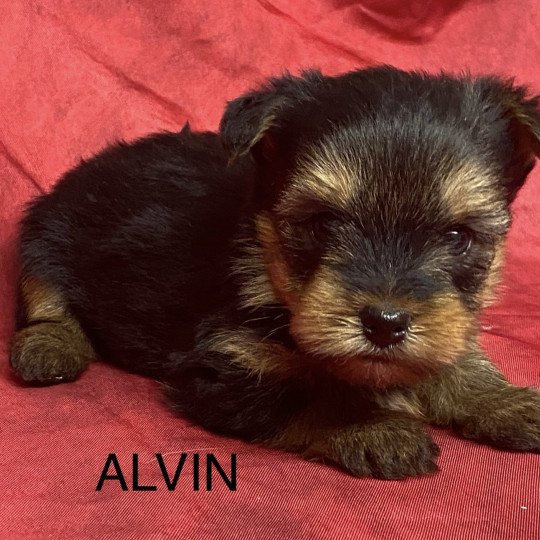 chiot Yorkshire terrier Noir et feu ALVIN yorkshire à réserver Domaine de la Chantelaie