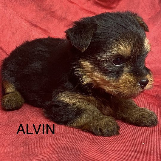 chiot Yorkshire terrier Noir et feu ALVIN yorkshire à réserver Domaine de la Chantelaie