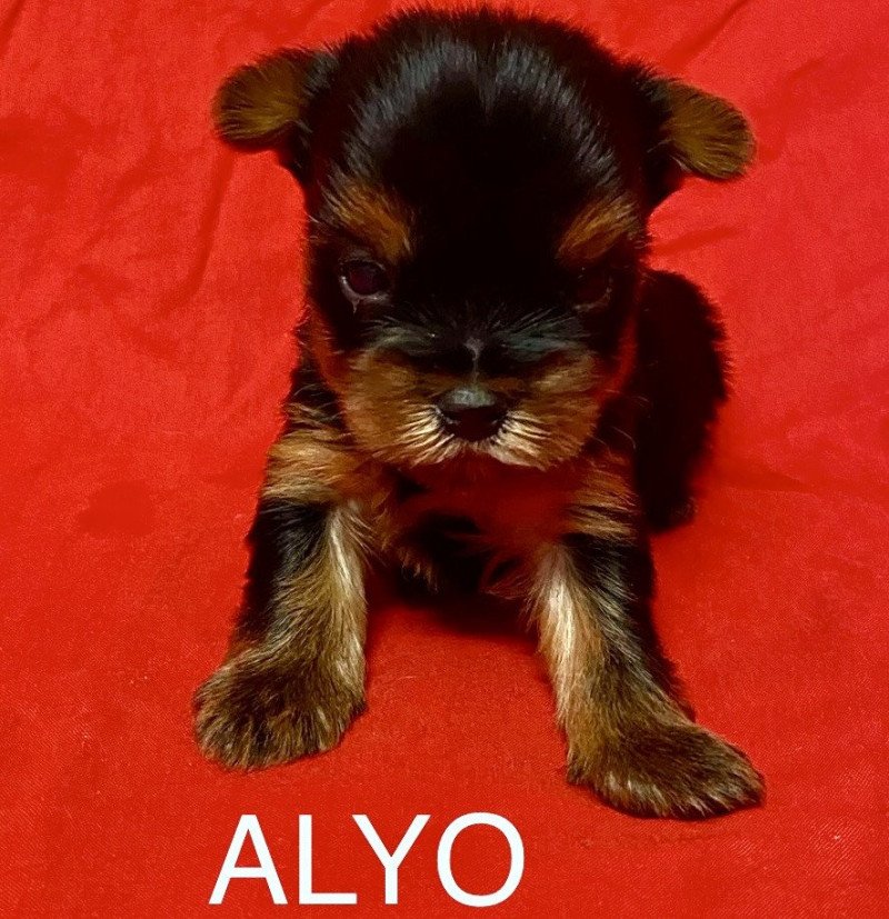 ALYO york à réserver Mâle Yorkshire terrier