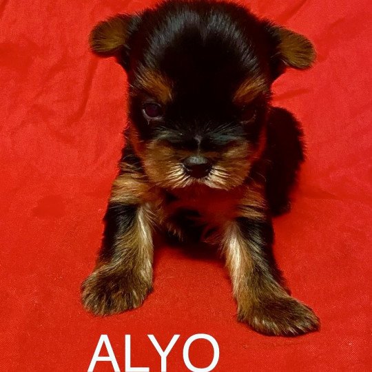 chiot Yorkshire terrier ALYO york à réserver Domaine de la Chantelaie