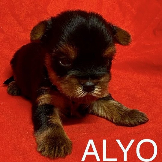 chiot Yorkshire terrier ALYO york à réserver Domaine de la Chantelaie