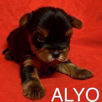 chiot Yorkshire terrier ALYO york à réserver Domaine de la Chantelaie