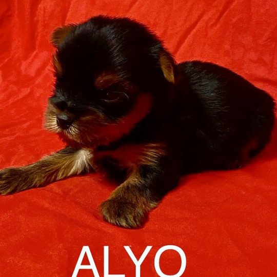 chiot Yorkshire terrier ALYO york à réserver Domaine de la Chantelaie