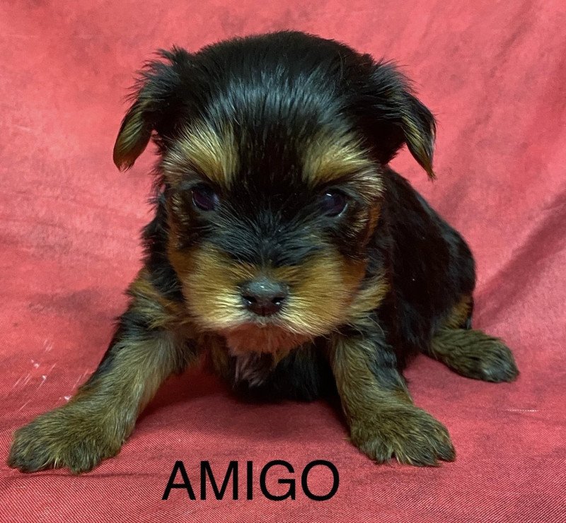 AMIGO york à réserver Mâle Yorkshire terrier