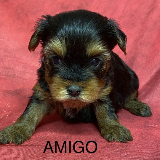 chiot Yorkshire terrier AMIGO york à réserver Domaine de la Chantelaie