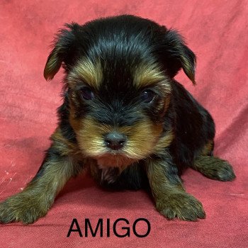 chiot Yorkshire terrier AMIGO york à réserver Domaine de la Chantelaie