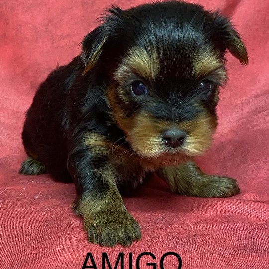 chiot Yorkshire terrier AMIGO york à réserver Domaine de la Chantelaie