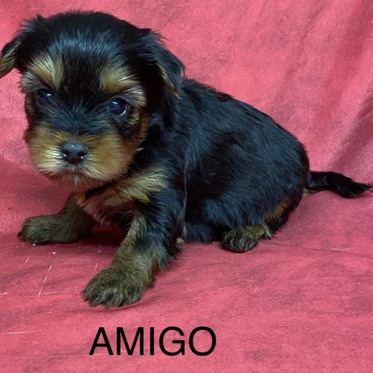 chiot Yorkshire terrier AMIGO york à réserver Domaine de la Chantelaie