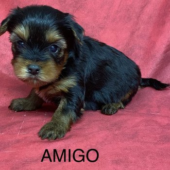 chiot Yorkshire terrier AMIGO york à réserver Domaine de la Chantelaie