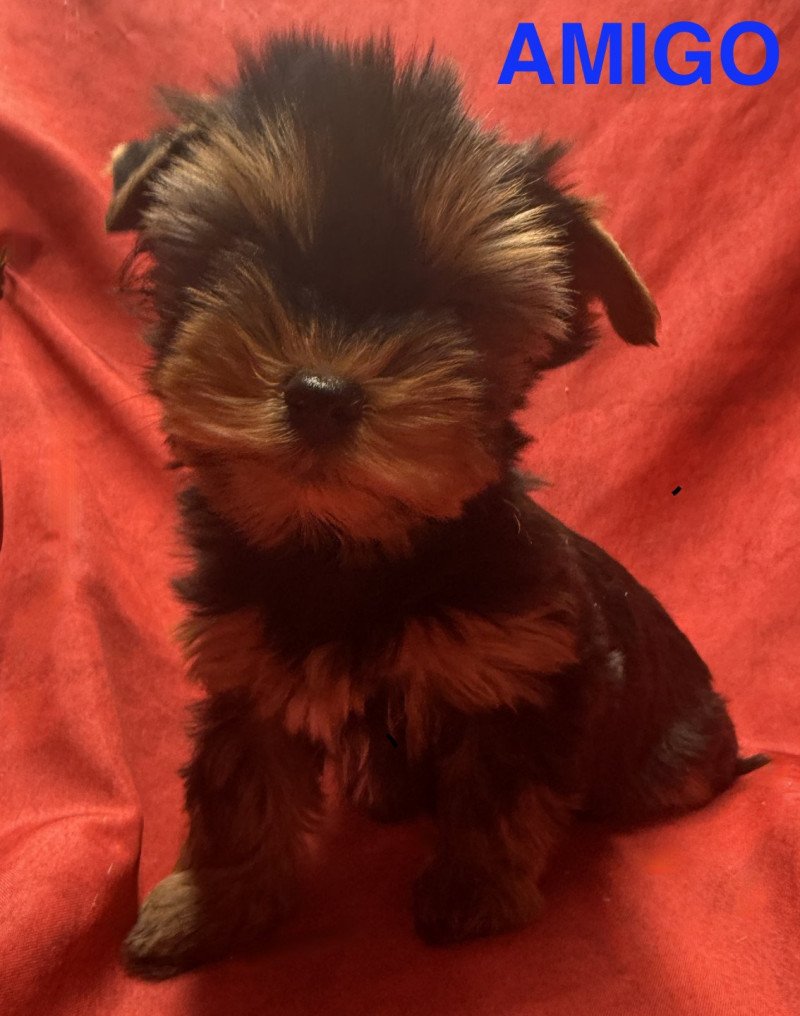 AMIGO york disponible Mâle Yorkshire terrier