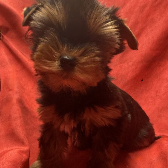 AMIGO york disponible Mâle Yorkshire terrier