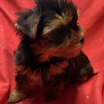 chiot Yorkshire terrier AMIGO york à réserver Domaine de la Chantelaie