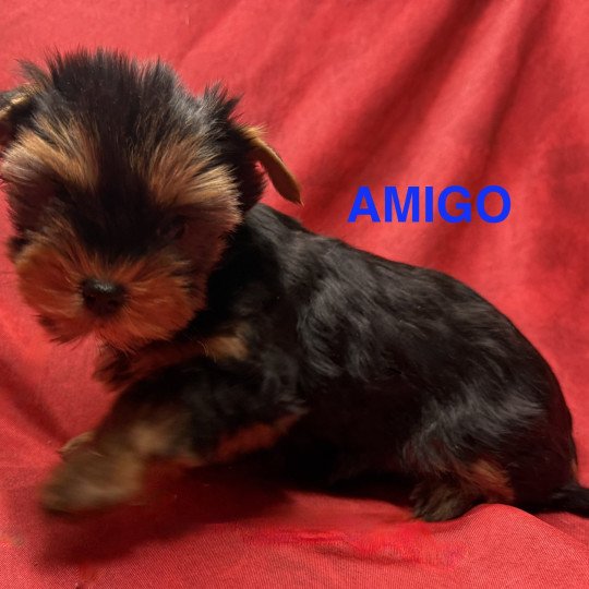 chiot Yorkshire terrier AMIGO york à réserver Domaine de la Chantelaie