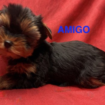 chiot Yorkshire terrier AMIGO york à réserver Domaine de la Chantelaie