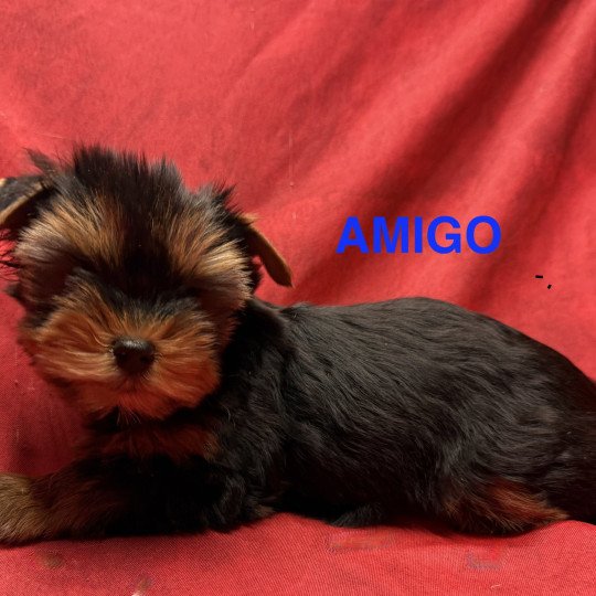 chiot Yorkshire terrier AMIGO york à réserver Domaine de la Chantelaie